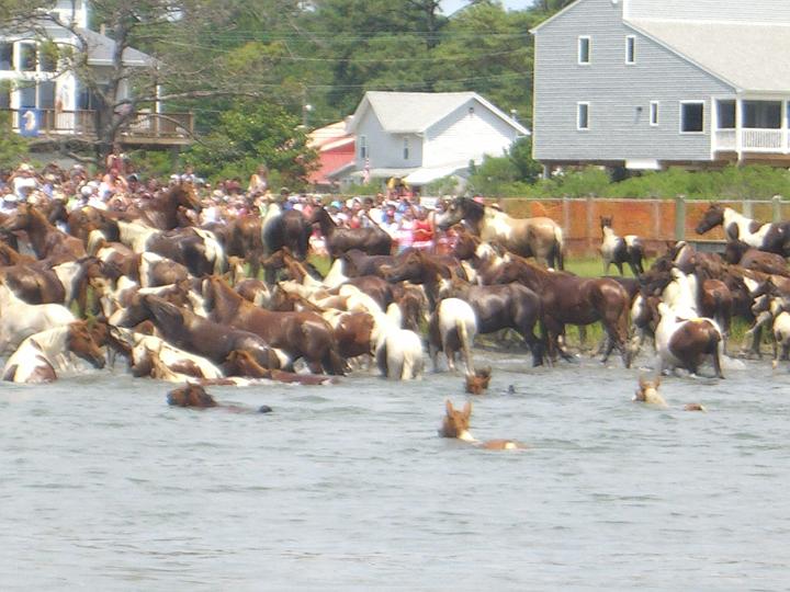 Chincoteague Pony Swim July 2007 063.JPG